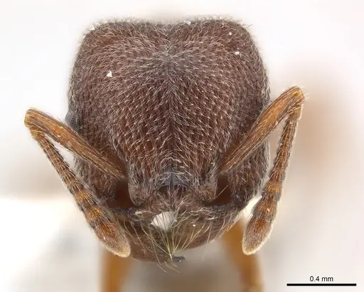 Tetramorium rothschildi specimen