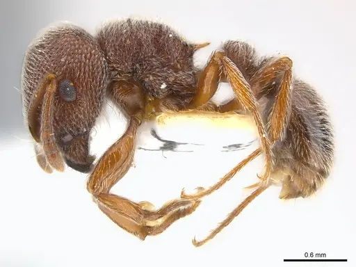 Tetramorium rothschildi specimen