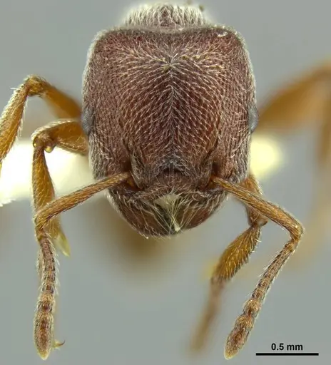 Tetramorium rothschildi - CASENT0764434