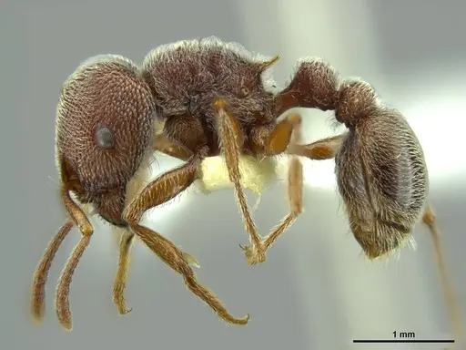 Tetramorium rothschildi - CASENT0764434