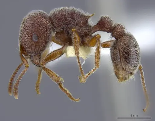 Tetramorium rothschildi - CASENT0764434