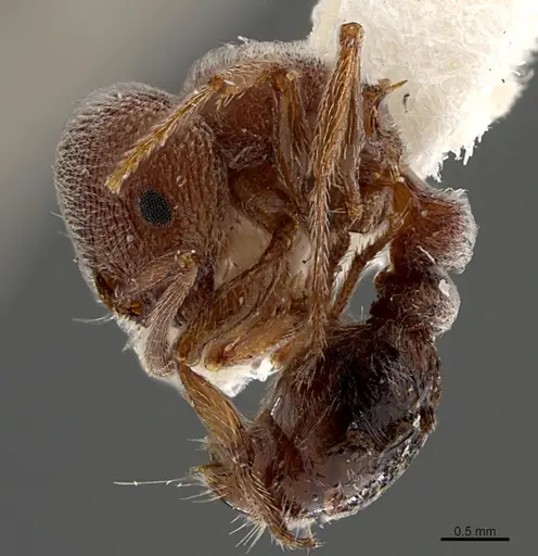 Tetramorium rothschildi - CASENT0845508