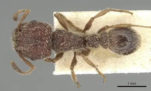 Tetramorium rothschildi - CASENT0915429
