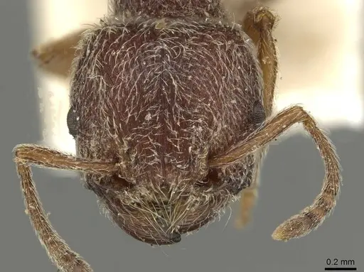 Tetramorium rothschildi - CASENT0915429