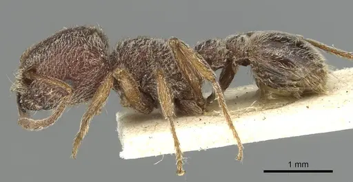 Tetramorium rothschildi - CASENT0915429