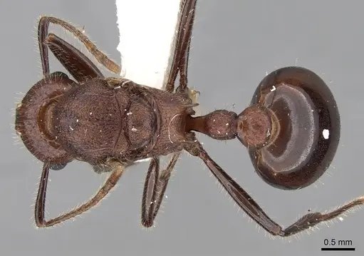 Tetramorium rotundatum specimen