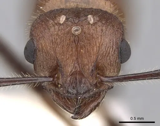 Tetramorium rotundatum specimen