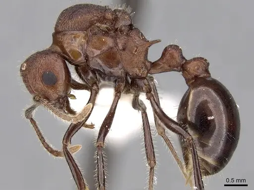 Tetramorium rotundatum specimen
