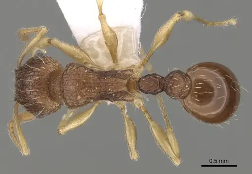 Tetramorium rubrum specimen