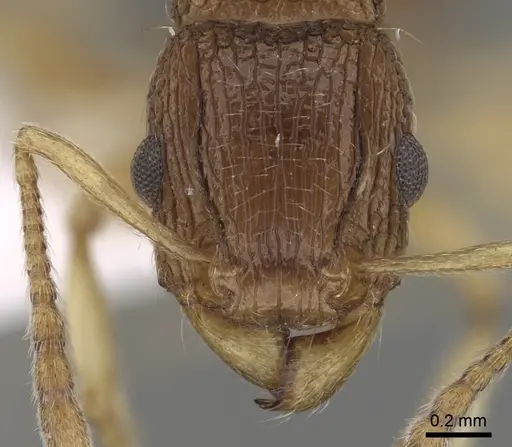 Tetramorium rubrum specimen