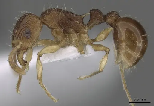 Tetramorium rubrum specimen