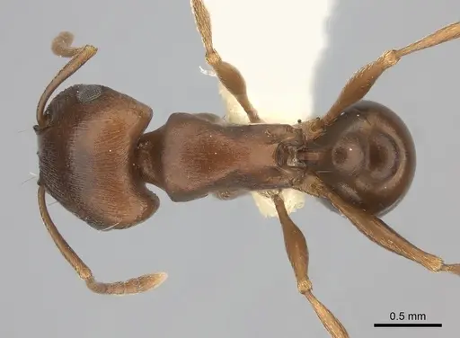 Tetramorium rufescens specimen