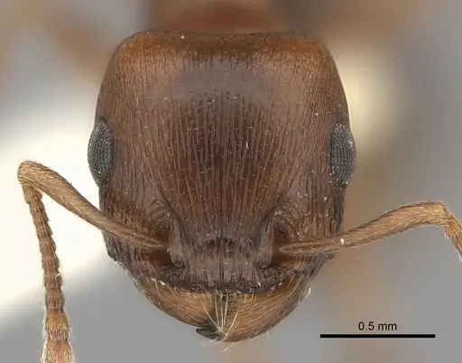 Tetramorium rufescens specimen
