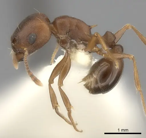 Tetramorium rufescens specimen