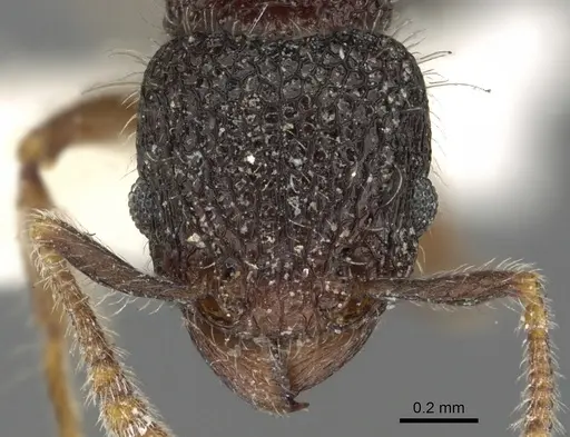 Tetramorium rugigaster specimen