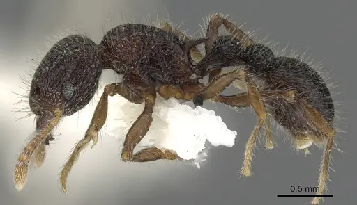 Tetramorium rugigaster specimen