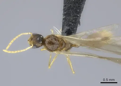 Tetramorium rumo specimen
