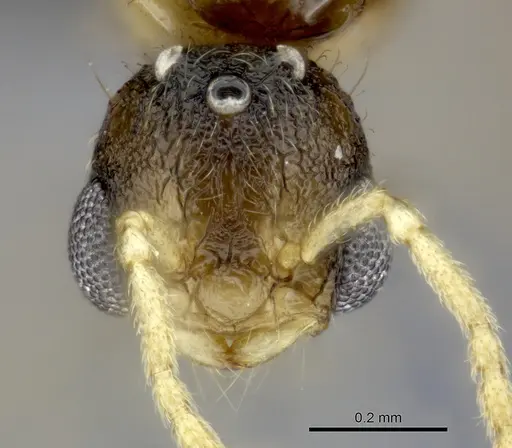Tetramorium rumo specimen