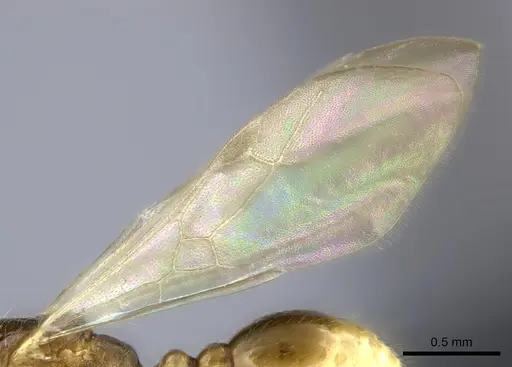 Tetramorium rumo - CASENT0070854