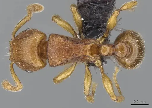 Tetramorium rumo - CASENT0073025