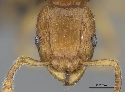 Tetramorium rumo - CASENT0073025