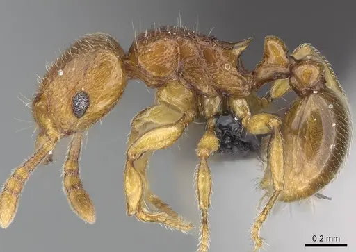 Tetramorium rumo - CASENT0073025