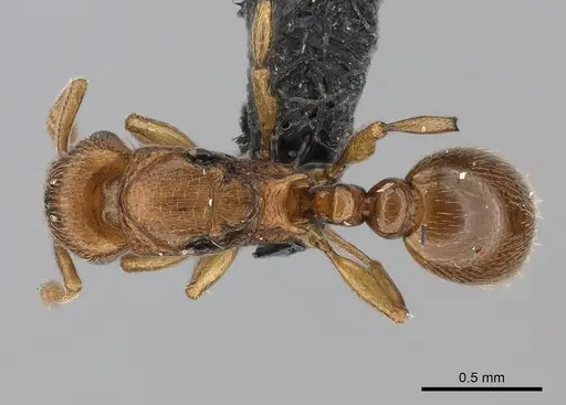 Tetramorium rumo - CASENT0108745