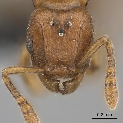 Tetramorium rumo - CASENT0108745