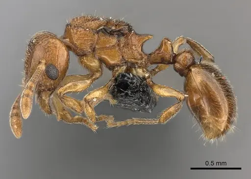 Tetramorium rumo - CASENT0108745