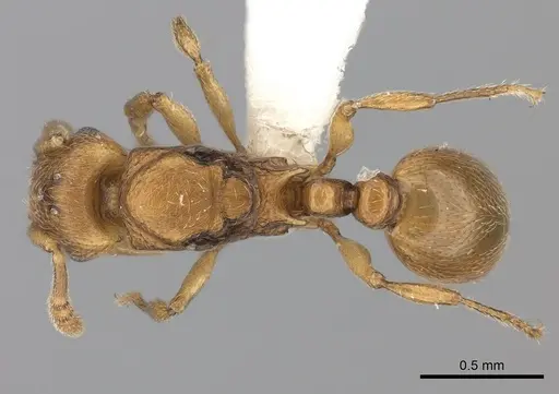 Tetramorium rumo - CASENT0189102