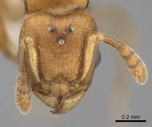 Tetramorium rumo - CASENT0189102