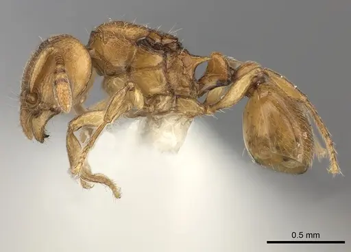 Tetramorium rumo - CASENT0189102