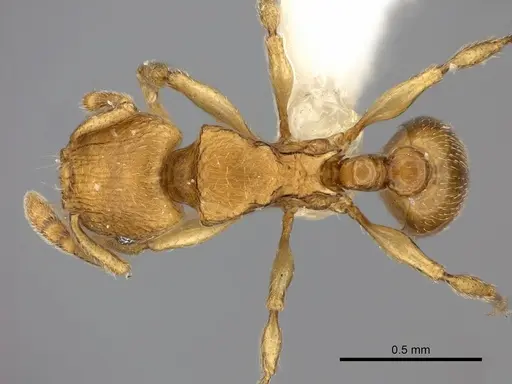 Tetramorium rumo - CASENT0217759