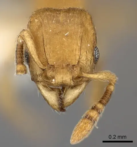 Tetramorium rumo - CASENT0217759