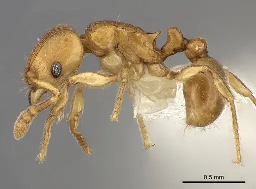 Tetramorium rumo - CASENT0217759