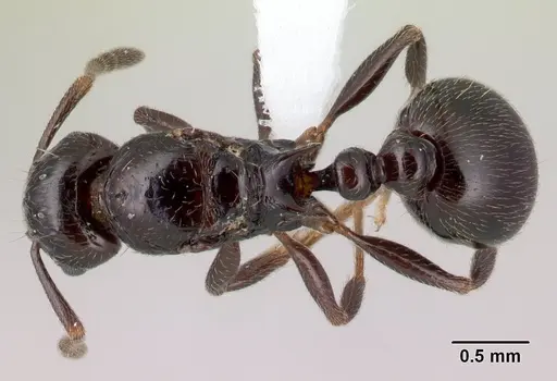 Tetramorium ryanphelanae specimen