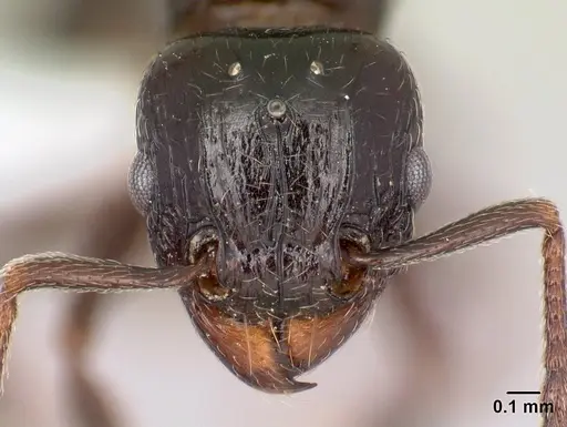 Tetramorium ryanphelanae specimen