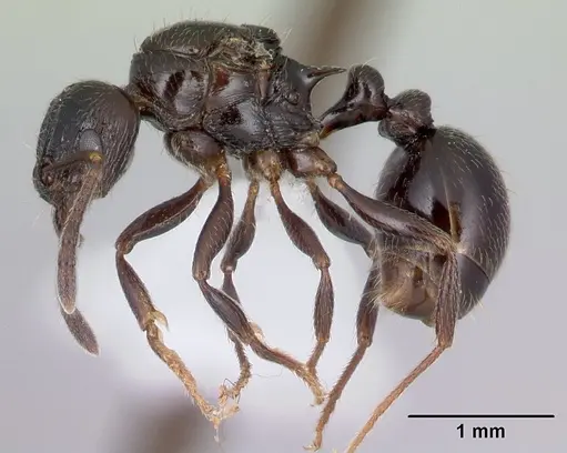 Tetramorium ryanphelanae specimen