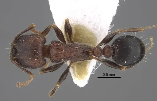 Tetramorium sabatinellii specimen