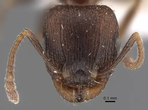 Tetramorium sabatinellii specimen