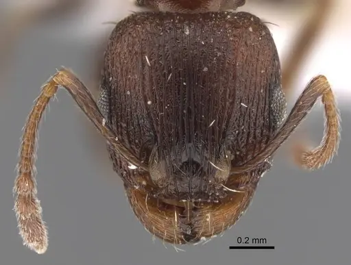 Tetramorium sabatinellii specimen