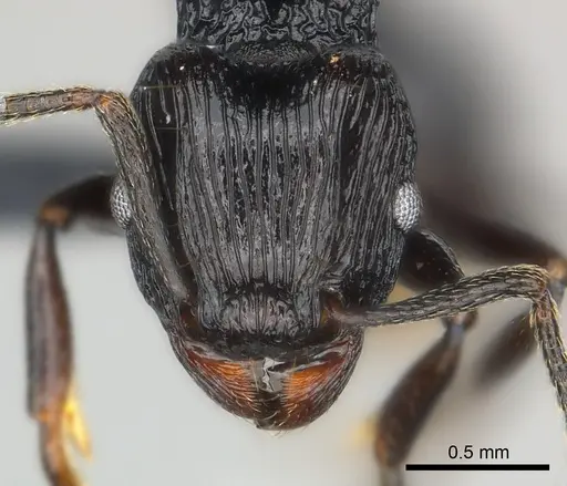 Tetramorium sabatra specimen
