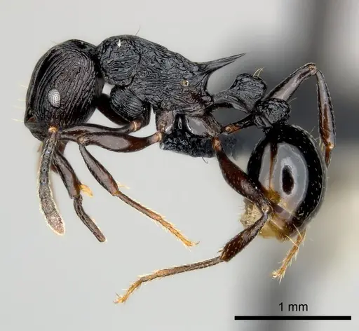 Tetramorium sabatra specimen