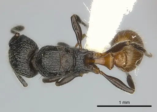 Tetramorium sada specimen