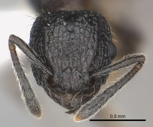 Tetramorium sada specimen
