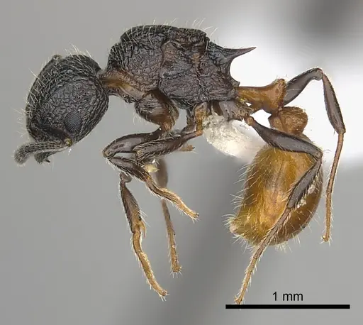Tetramorium sada specimen