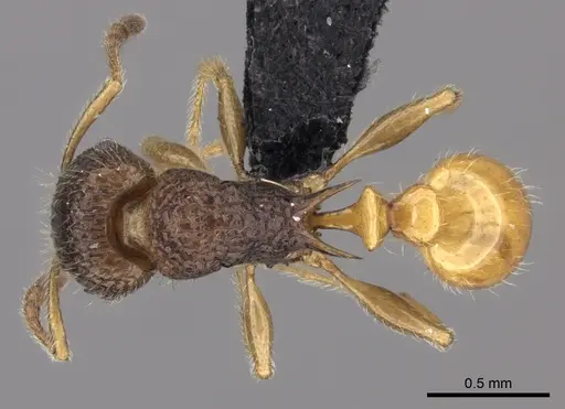Tetramorium sada - CASENT0443274