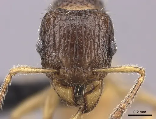 Tetramorium sada - CASENT0443274