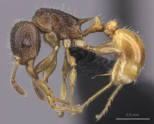 Tetramorium sada - CASENT0443274