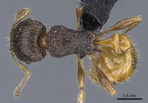 Tetramorium sada - CASENT0443394